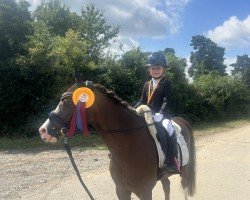 horse Three-B Calipso (Welsh-Pony (Section B), 2015, from Trefriw Duke)