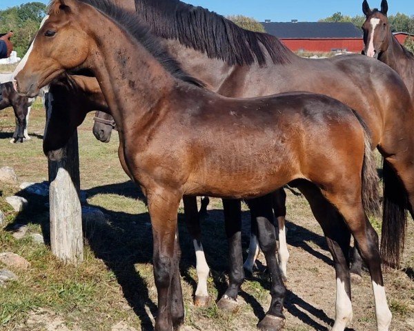 Fohlen von Nambucca (Schwedisches Warmblut, 2024, von Next Dorado BTB)