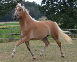 dressage horse Malina SCH (5,18% ox) (Edelbluthaflinger, 2017, from Armani Ass (4,004% ox))