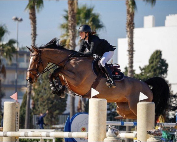 jumper Haiti du Park (Selle Français, 2017, from Canturo)