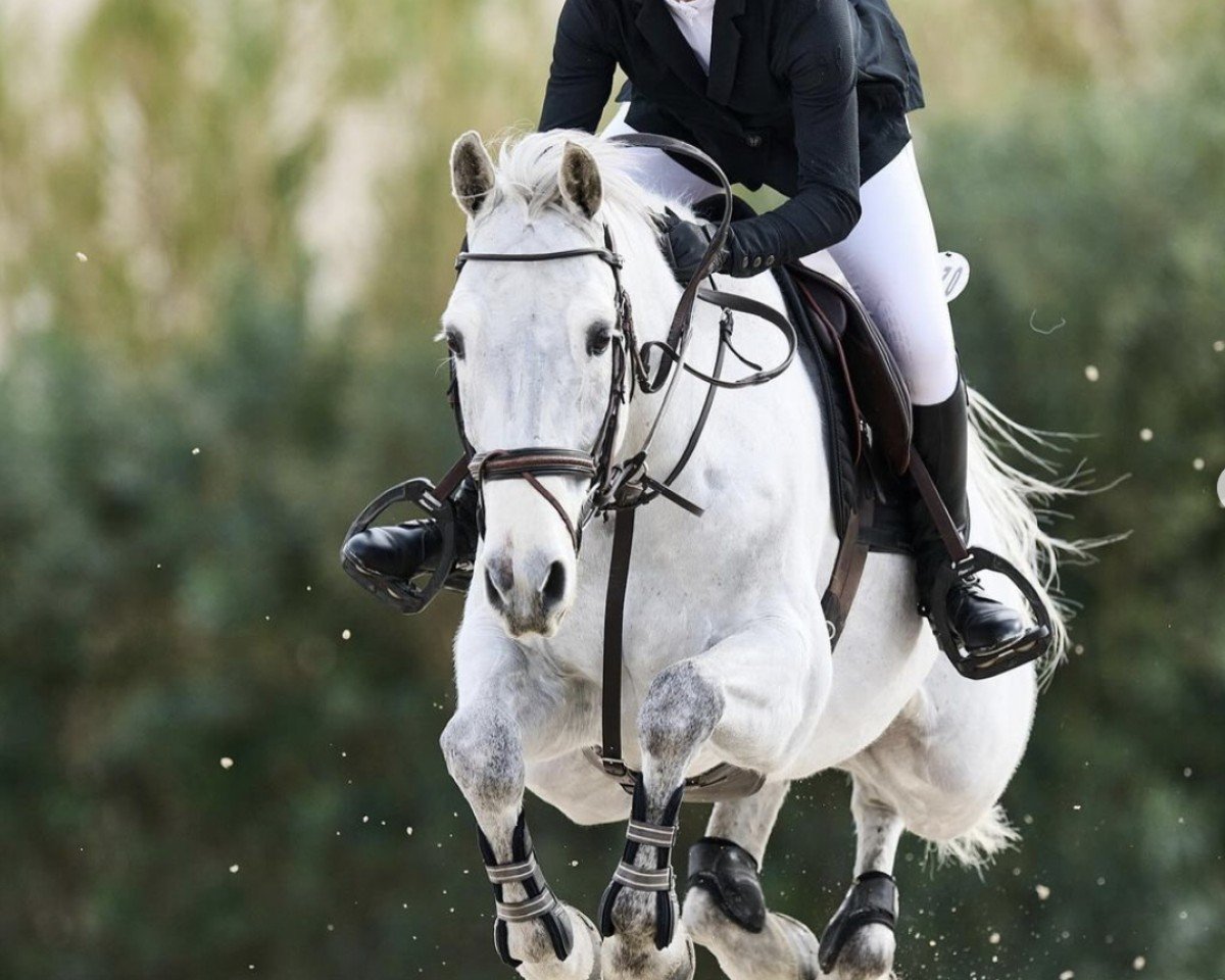 jumper Poly D'Or van de Eedthoek (Belgian Warmblood, 2015, from Toulon)