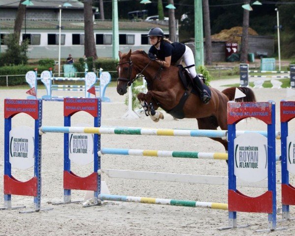 Springpferd Fillette du Temple (Selle Français, 2015, von Radieux)