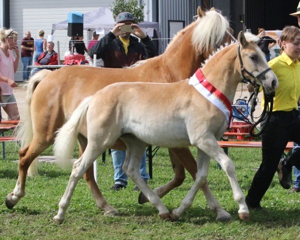 dressage horse Makalya SCH (Edelbluthaflinger, 2023, from Armani Ass (4,004% ox))