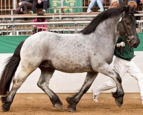 stallion Eldorado L.H. (Rhenish-German Cold-Blood, 2012, from Emilio)