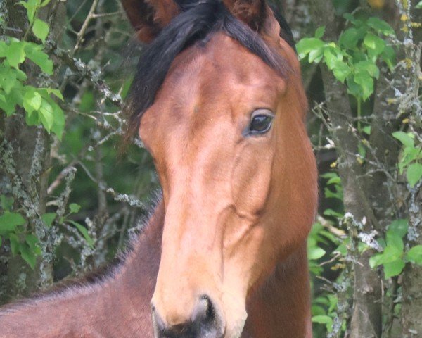 jumper Cruzel SCH (German Sport Horse, 2022, from Comme des Garcons)