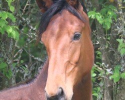 jumper Cruzel SCH (German Sport Horse, 2022, from Comme des Garcons)