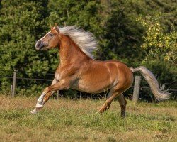 dressage horse Junis (Edelbluthaflinger, 2017, from Almsommer)