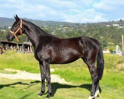 dressage horse Dark Fantasy (Oldenburg, 2022, from Dostojewski)