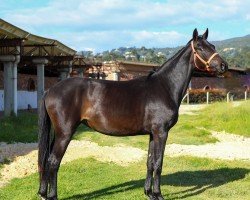 dressage horse Dream Soul (Hanoverian, 2022, from Dostojewski)