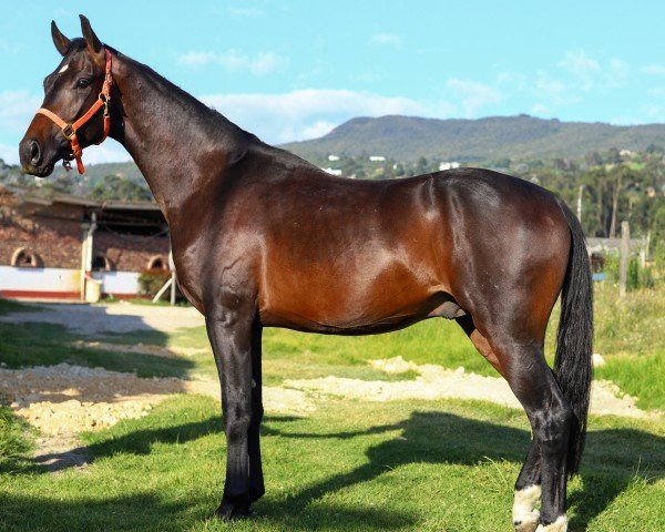 dressage horse Vital Soul (Bavarian, 2022, from Vitalis)