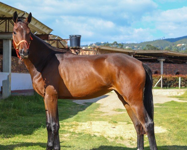 dressage horse DANCING SOUL (Hanoverian, 2022, from Dostojewski)