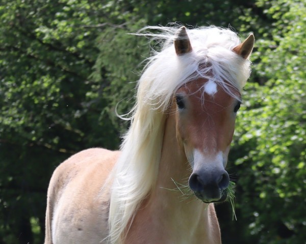 Dressurpferd Marie-Luise SCH (Edelbluthaflinger, 2022, von Starino (9,19% ox))