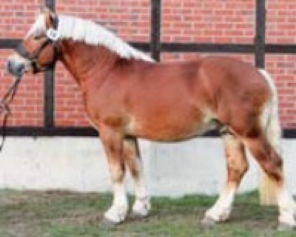 stallion Olympus von Wallwitz (Rhenish-German Cold-Blood, 2012, from Olymp von Wallwitz)