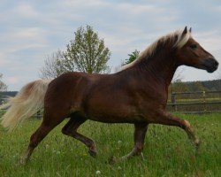 dressage horse Azzanto SCH (7,76% ox) (Edelbluthaflinger, 2017, from Armani Ass (4,004% ox))