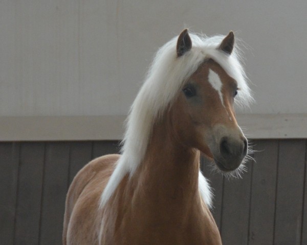 broodmare Milana SCH (Edelbluthaflinger, 2019, from Bentley)