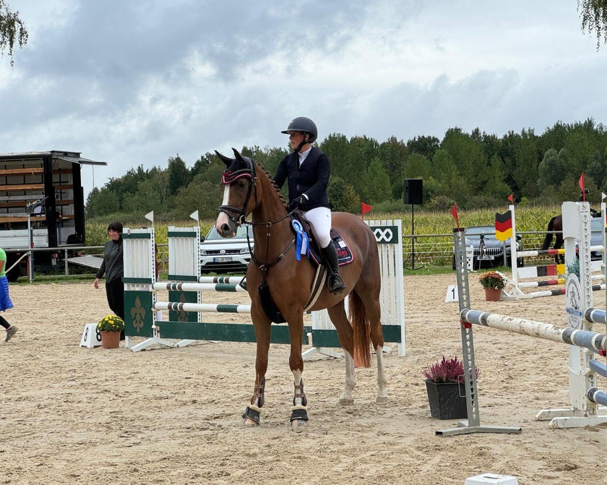 jumper Baldouin 3 (Hanoverian, 2020, from Baloutaire PS)