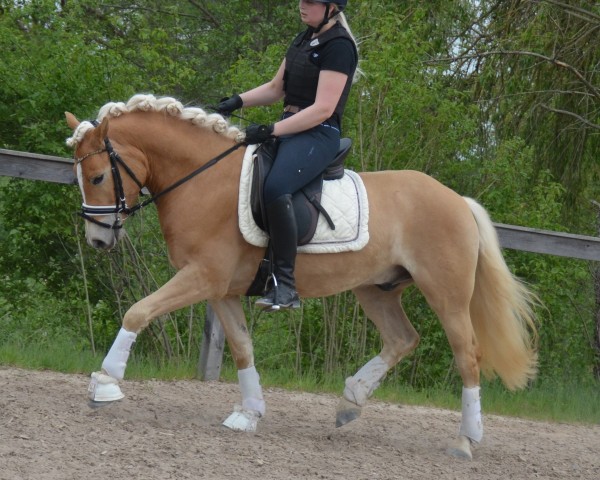 dressage horse Sapra Lott SCH (Edelbluthaflinger, 2017, from Salvator SCH (5,27% ox))