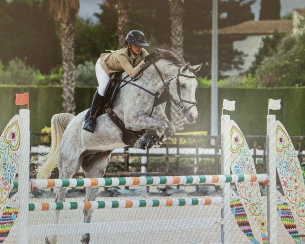 jumper Beauty T I (German Sport Horse, 2019, from Balvenie M & M)