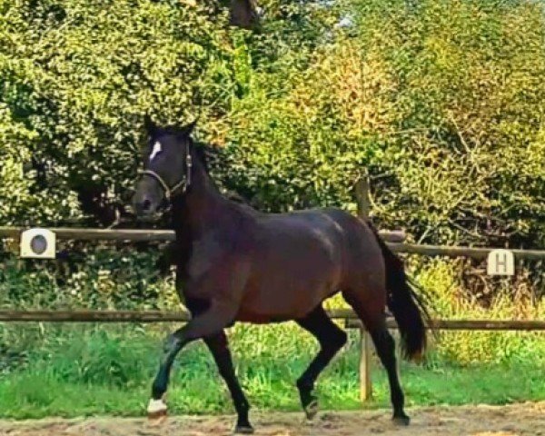 dressage horse De Niro Gold (Westphalian, 2022, from De Niro Gold 3)