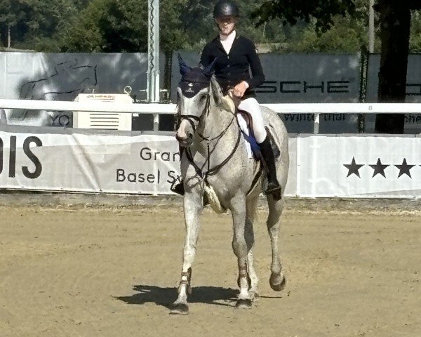 Springpferd Capero (Litauer Warmblut, 2012, von Capiros-Star)