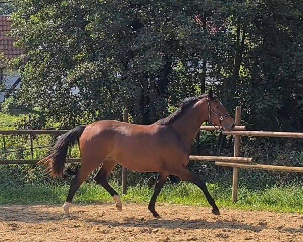 Dressurpferd Ingeborg M (Westfale, 2022, von Isterberg V.)