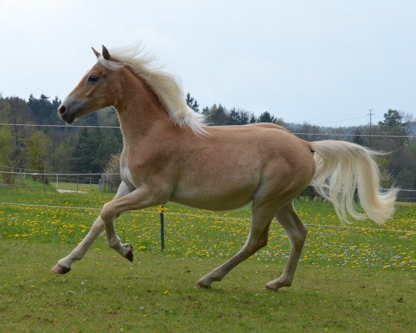 Pferd Merci SCH (Edelbluthaflinger, 2016, von Noventis)