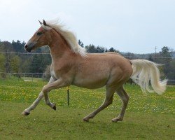 Pferd Merci SCH (Edelbluthaflinger, 2016, von Noventis)