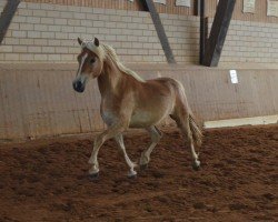 Pferd Mon Chéri SCH (Edelbluthaflinger, 2012, von Barrichello (2,44% ox))