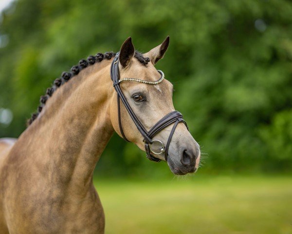 Dressurpferd Rosa Cavallina (Deutsches Reitpony, 2021, von Double Cream)