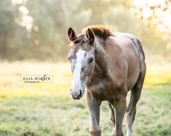 foal by Ziroccana (Oldenburg show jumper, 2024, from Ziroccocorte OLD)