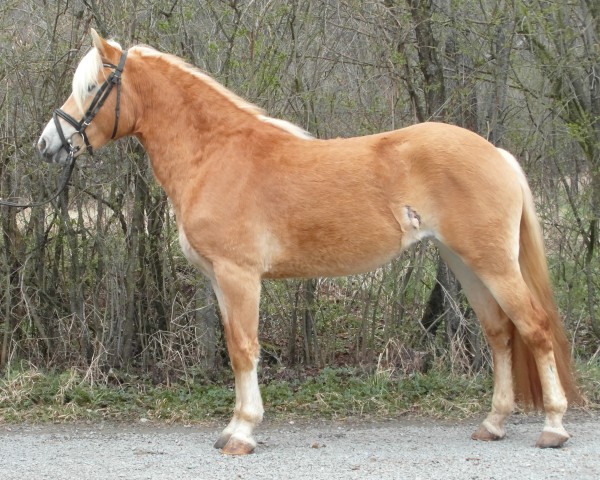 Pferd Monarchin SCH (Edelbluthaflinger, 2009, von Sixpack SCH (7,62% ox))