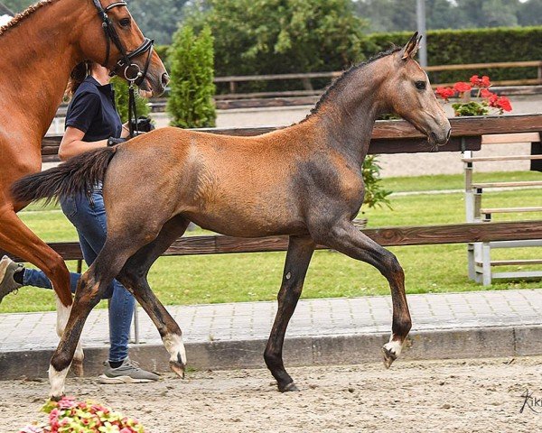 jumper Celestia Fire (Oldenburg show jumper, 2023, from Covalliero)