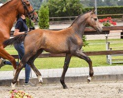 jumper Celestia Fire (Oldenburg show jumper, 2023, from Covalliero)