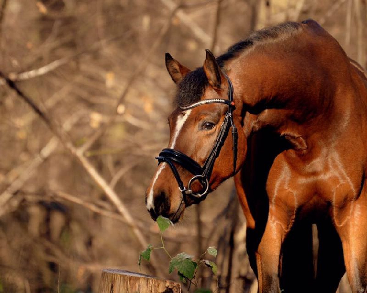 broodmare Catch a Smile SB (Westphalian, 2012, from Captain Cooper)