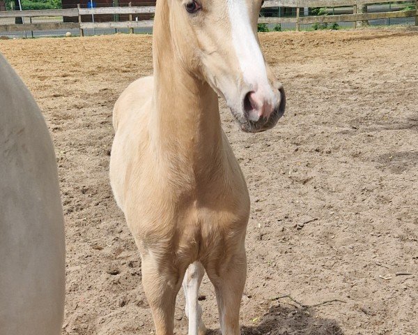 foal by Drachenherz (German Riding Pony, 2024, from Dallmayr K)