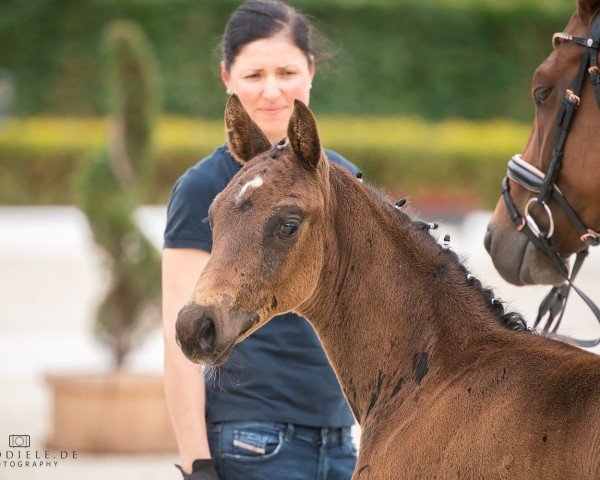 dressage horse Blue Bonnet (Oldenburg, 2022, from Bon Voyage)