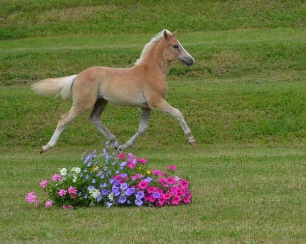 dressage horse Mirabella SCH (Edelbluthaflinger, 2013, from No Limit (4,69% ox))