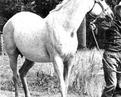 broodmare Monaeih ox (Arabian thoroughbred, 1949, from Rossdin ox)