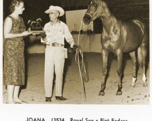 broodmare Joana ox (Arabian thoroughbred, 1958, from Royal Son ox)