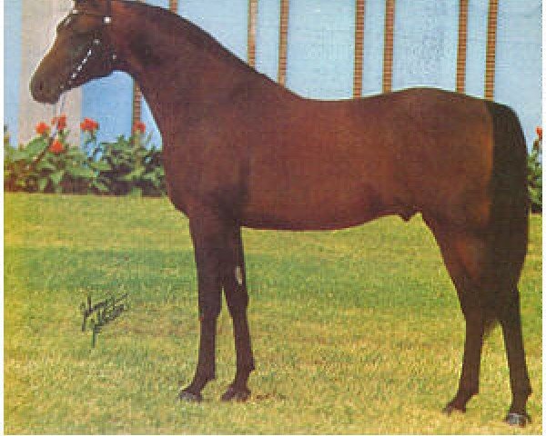 stallion Galizon ox (Arabian thoroughbred, 1964, from Azraff 1949 ox)