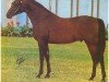 stallion Galizon ox (Arabian thoroughbred, 1964, from Azraff 1949 ox)