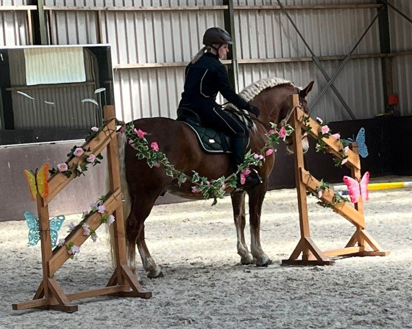 horse Fedor (Black Forest Horse, 2017, from Feldbach)