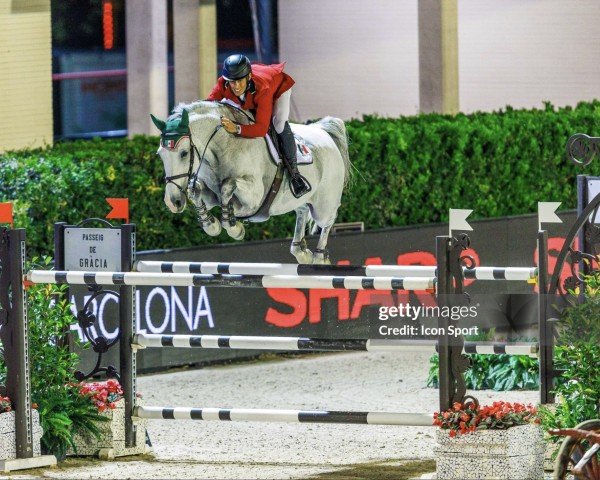 jumper Lady van de Haarterhoeve (Belgian Warmblood, 2011, from Casall)