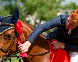 broodmare Fortis Fortuna (Belgian Warmblood, 2005, from Quidam de Revel)