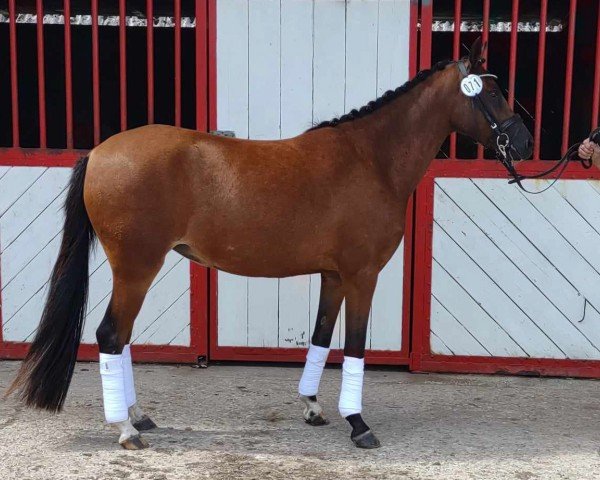 dressage horse Lunds Bailey (Danish Reitpony, 2021, from Lunds Bitsch Boy)