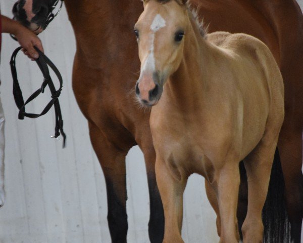 foal by Chica Bonita (German Riding Pony, 2024, from Charmeur)