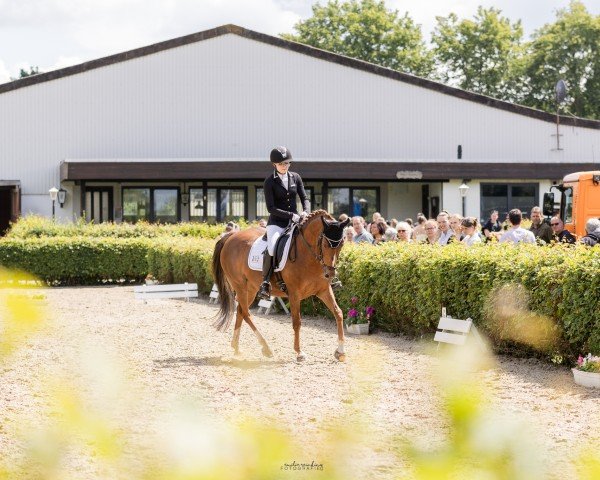 dressage horse Jody 24 (German Riding Pony, 2009, from Chantre 31)