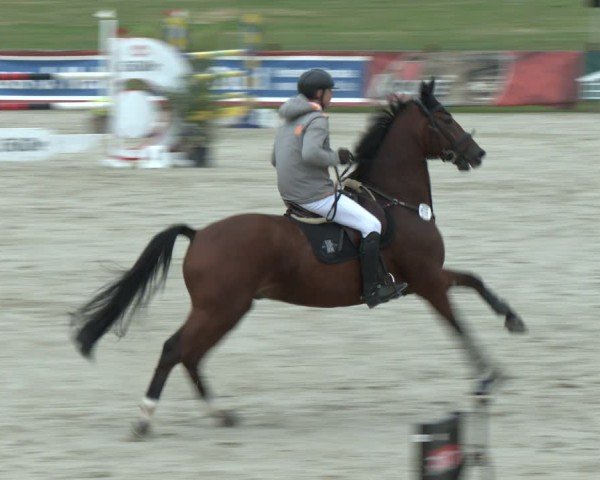Reitturnier Westergellersen 2024