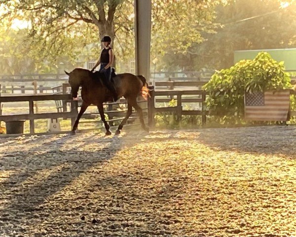 horse Freighter HF (Hanoverian, 2004)