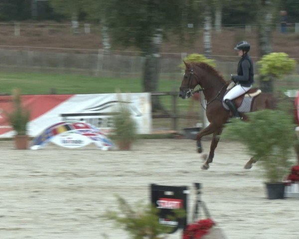 Reitturnier Westergellersen 2024